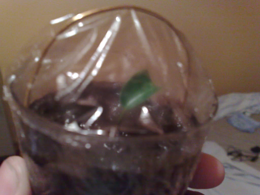 02032009388.jpg