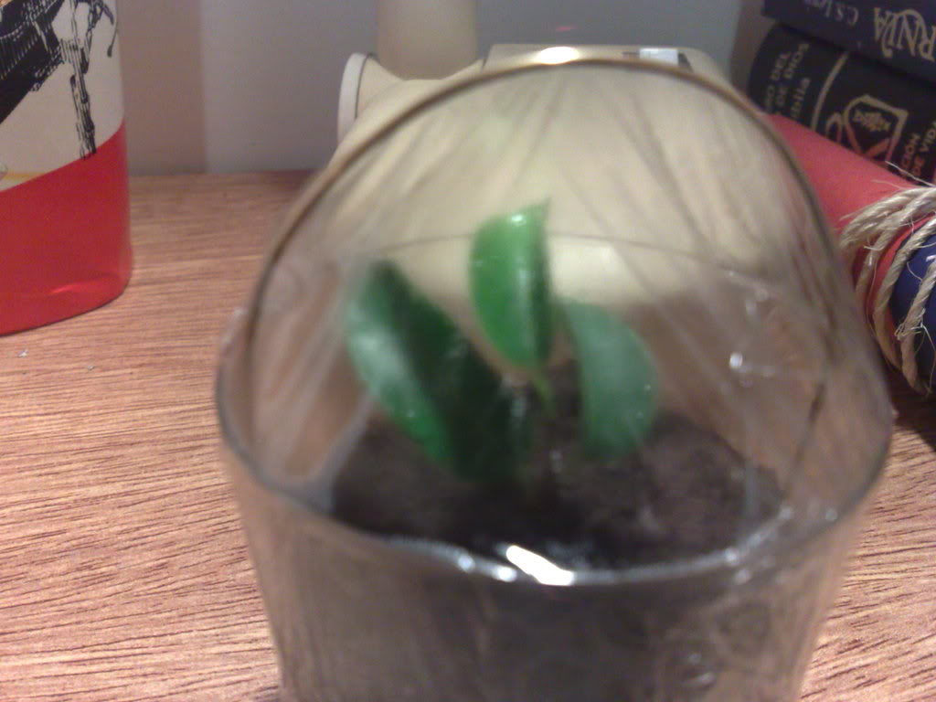 02032009390.jpg