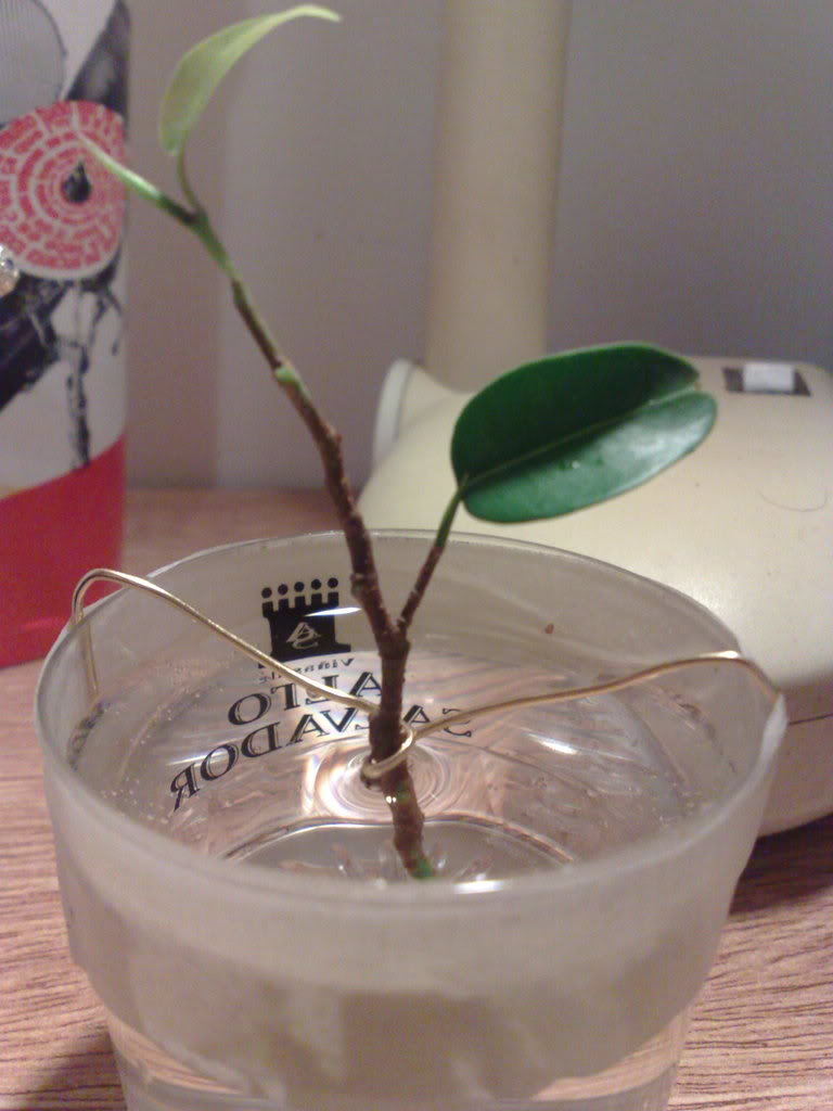 02032009391.jpg