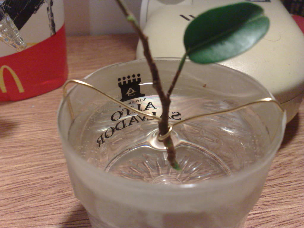02032009392.jpg