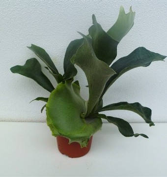 0204PLATYCERIUMM12.JPG