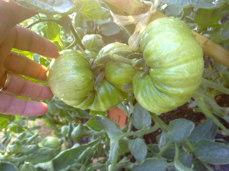 02062011207.jpg