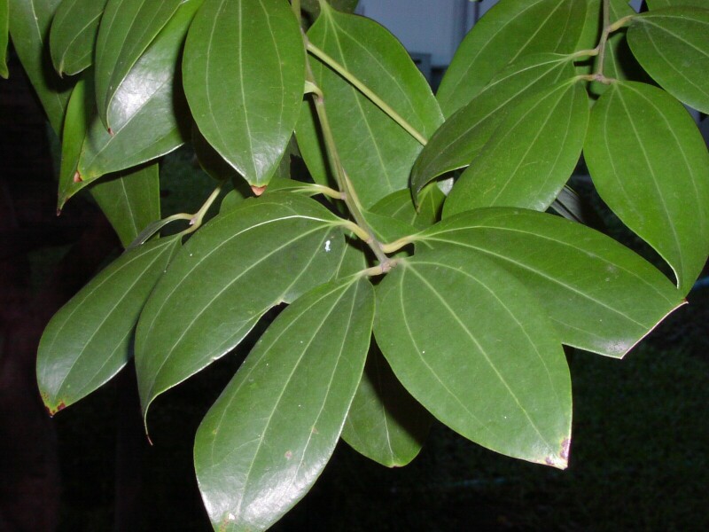 021202Cinnamom2.jpg