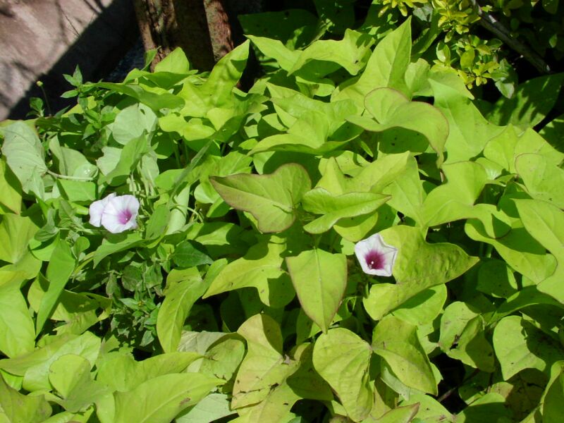 021206Ipomoea.jpg
