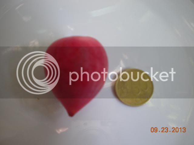 021_zpse61041c7.jpg