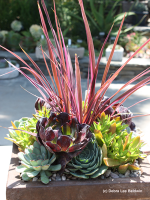 022210_Succulents-w-dracaena-Rogers-Gdns.jpg