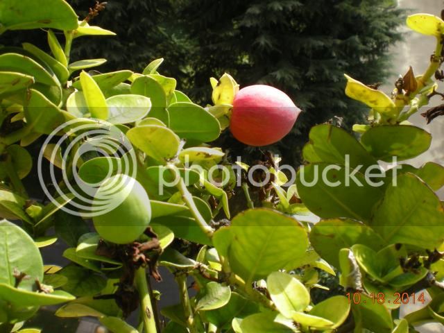 024_zpsd8a16420.jpg