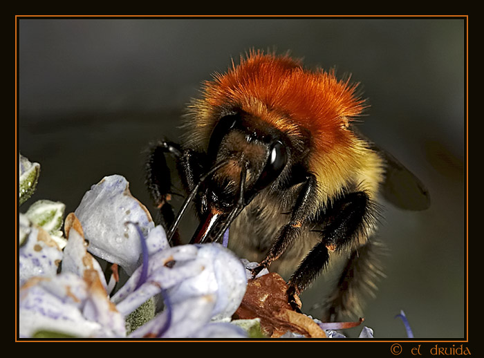 02_abeja_gota.jpg