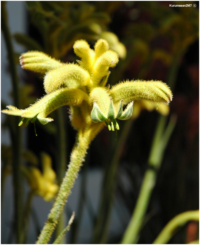 02_Anigozanthos.jpg