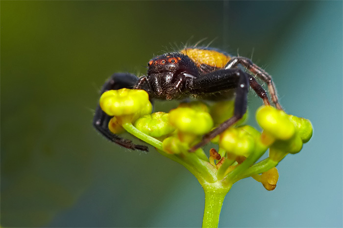 02_aranhita.jpg