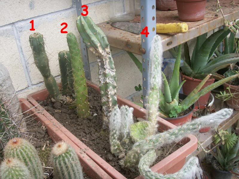 02_cactus.jpg