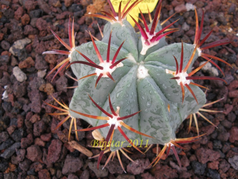 02_ferocactus_recurvus_ssp_greenwoodii_sjosu_lacheguiri_bis_160.jpg