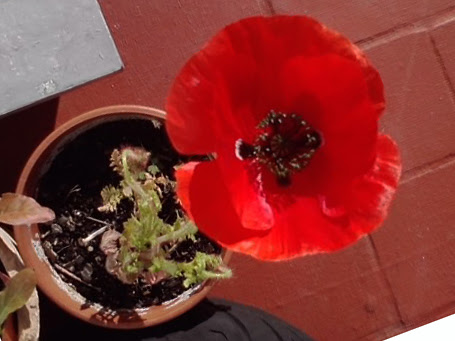 02_flor+sola.jpg