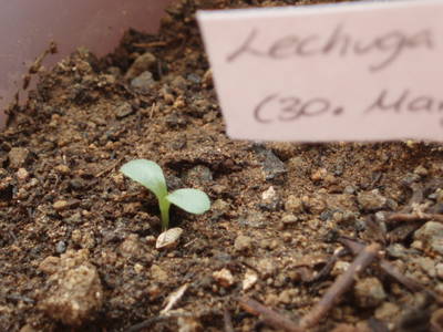 02_Lechuga_Iceberg_a_los_9_d_as_09_04_2007_.JPG