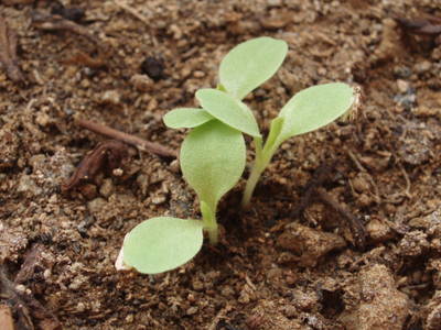 02_Lechuga_romana_a_los_9_d_as_09_04_2007_.JPG
