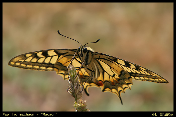 02_Macaon-Papilio_machaon.jpg