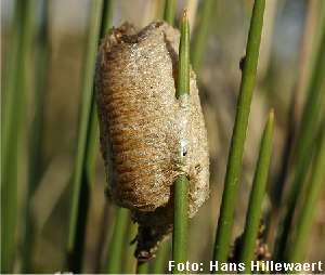 02_mantis_img03.jpg