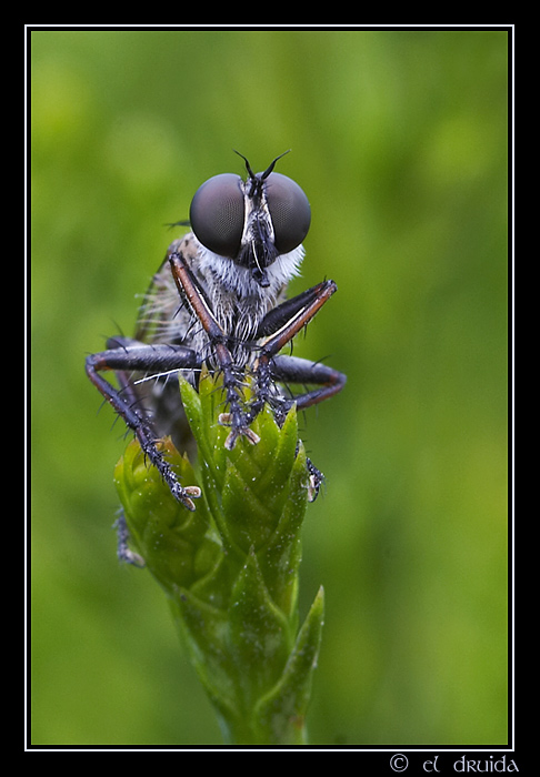 02_mosquita_web.jpg