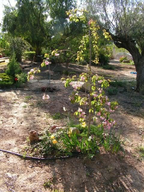 03-cerezojaponesestanque-prunusserr.jpg