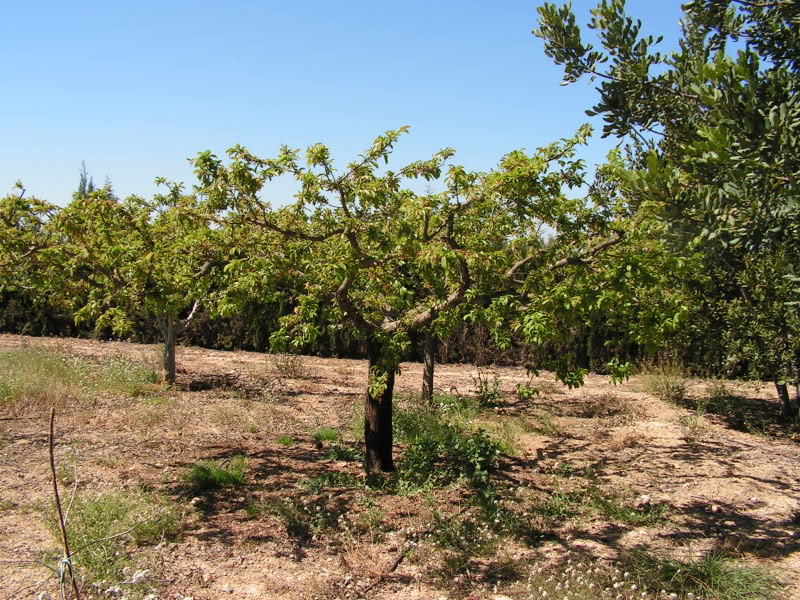 03-ciruelo26MAR2009.jpg