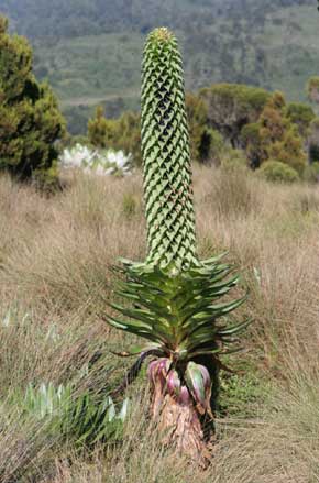 03-Lobelia-Deckenii-ssp-Ken.jpg