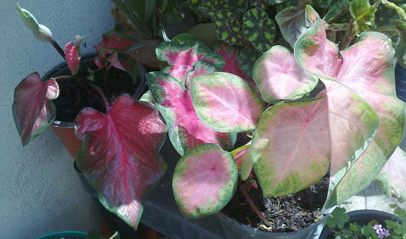 030620121771.jpg