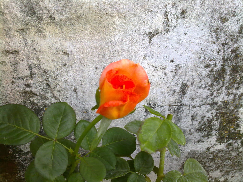 03082010727.jpg
