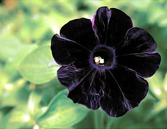 0309F_PETUNIA.jpg
