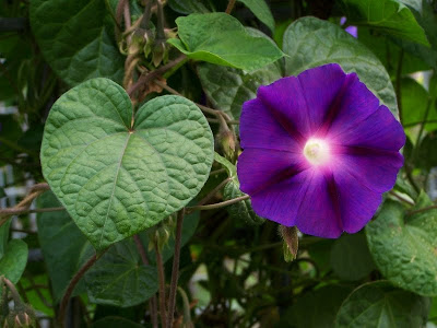 031+Campanilla.jpg