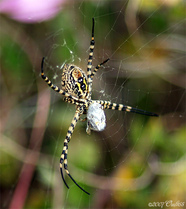 03170030Araña.jpg