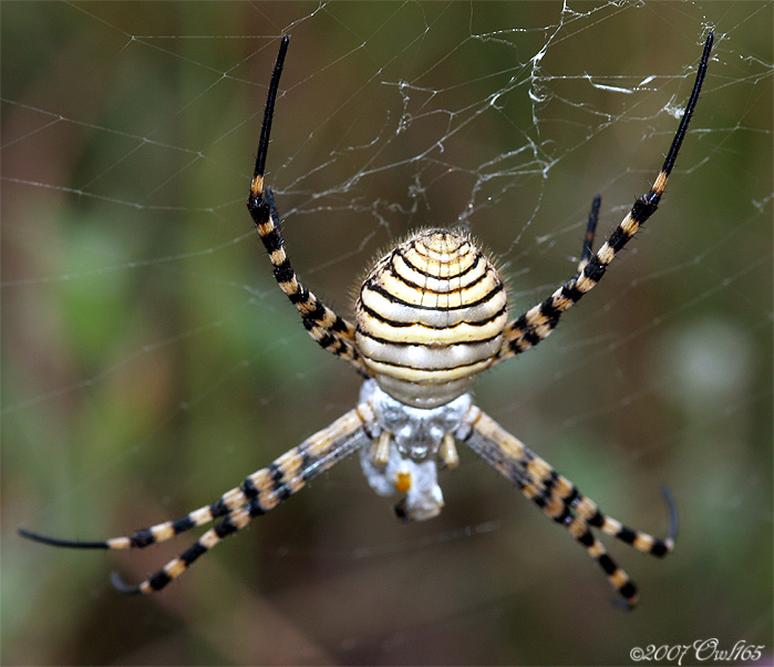 03170037araña.jpg