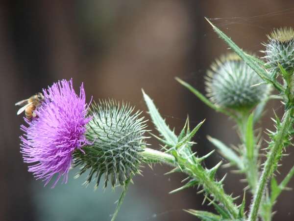 03548-Cirsium-vulgare.jpg