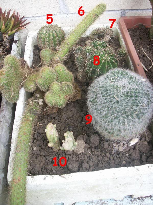 03_cactus.jpg