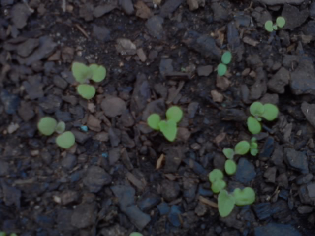 03_cineraria.jpg
