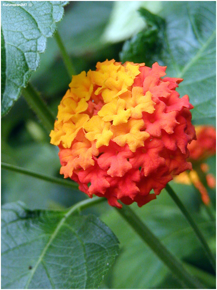 03_Lantana.jpg