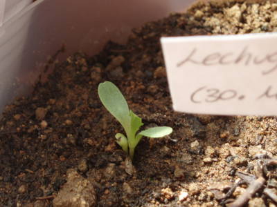 03_Lechuga_Iceberg_a_los_12_d_as_12_04_2007_.JPG