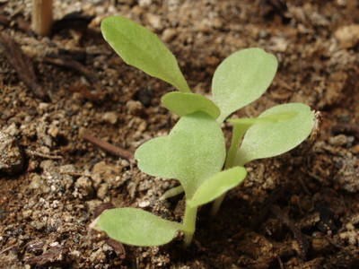 03_Lechuga_romana_a_los_12_d_as_12_04_2007_.JPG