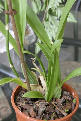 03_oncidium_raices.jpg