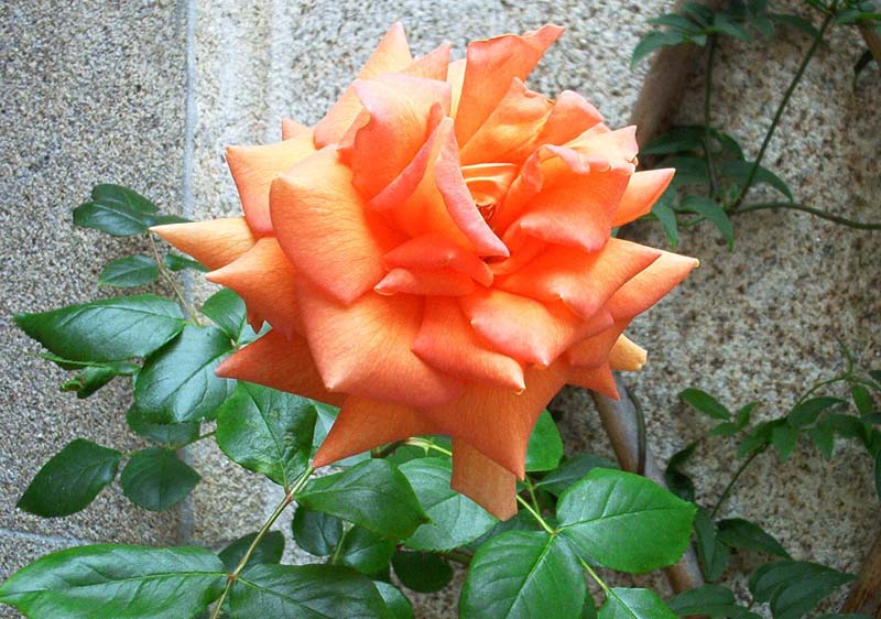 03a%20Bettina%20madura.jpg