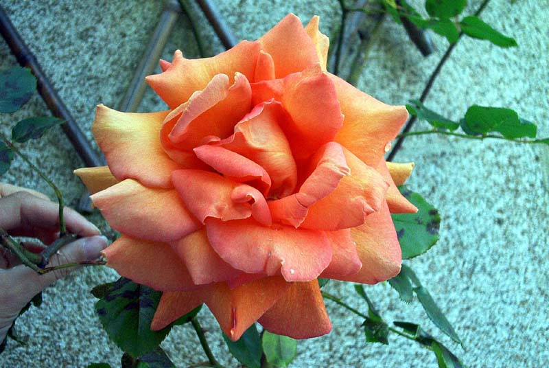 03b%20Bettina%20madura.jpg