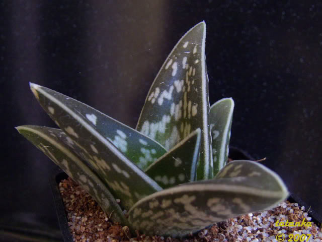03P1000826.jpg