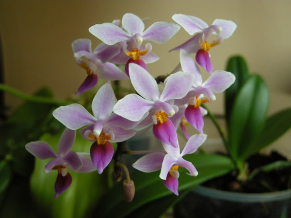 04-06-09-019jpg-Equestris-rosea.jpg
