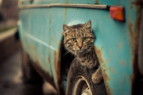 04-amazing-cat-pictures.jpg
