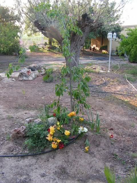 04-cerezojaponesestanque-prunusserr.jpg