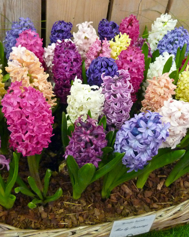 04-Flores-Particulares-a-la-Temporada-de-Primavera---Jacinto.jpg