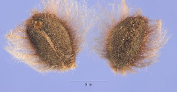 04-ipomoea-pandurata-semilla-medium.jpg