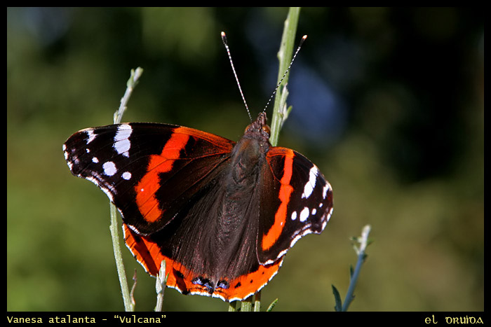 04-Vulcana-Vanesa_atalanta.jpg