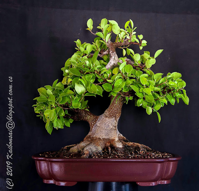 04012019-FICUS%2B%25281%2529.JPG