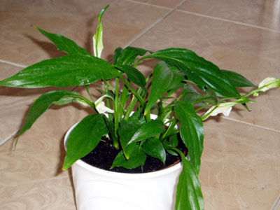 040405_Spatiphyllum.jpg