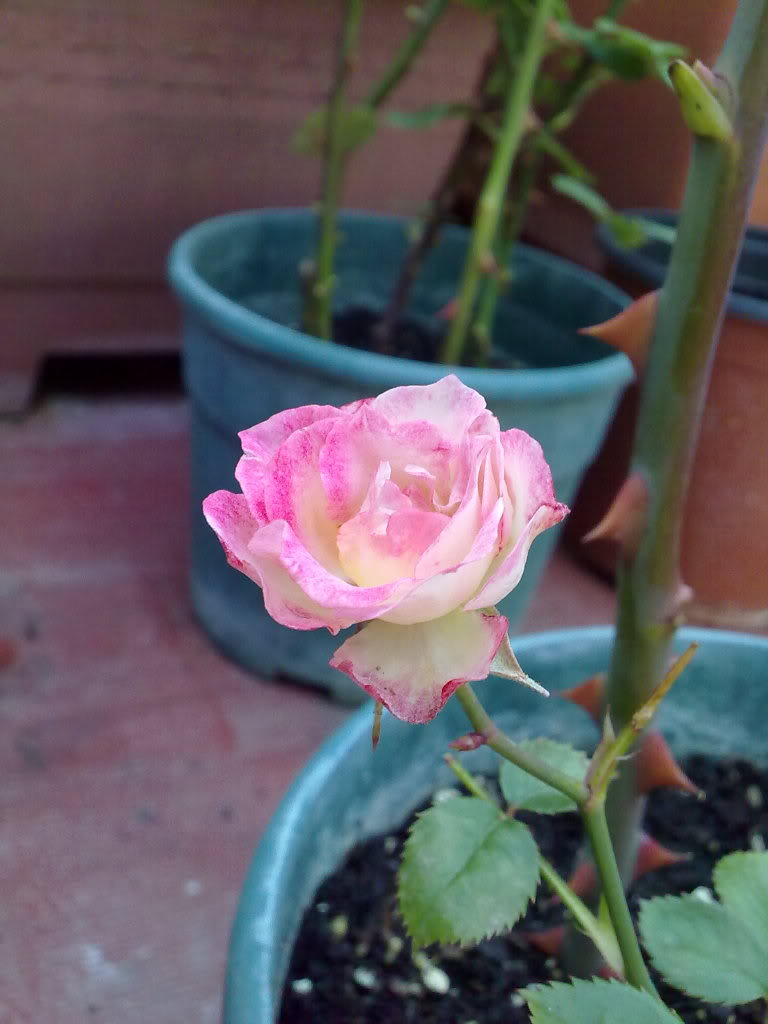 040520111791.jpg